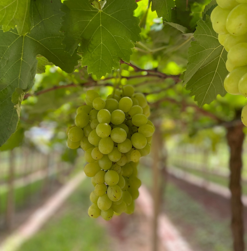 Uva Rainha Itália